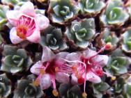 Image of Kelseya uniflora flowers close up