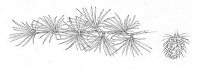 Line drawing of western larch twig with leaves