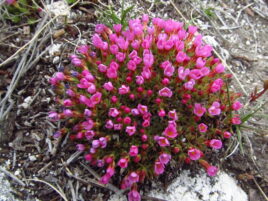 Image of Douglasia montana blooming